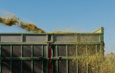 Fototapeta premium Maisernte, Maishäcksler in Aktion, Erntewagen mit Traktor