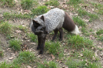 Silberfuchs