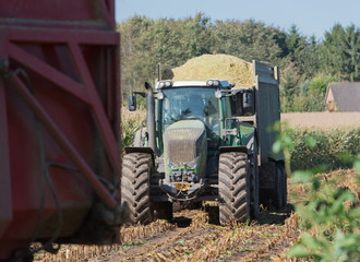 Fototapeta premium Maisernte, Maishäcksler in Aktion, Erntewagen mit Traktor