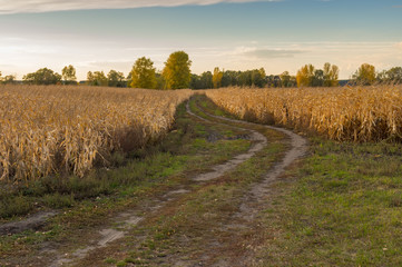 Evening landscape with dirty road between ripe maize fields in central Ukraine