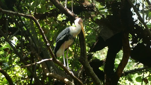 Painted storks (Mycteria leucocephala) standing in forest