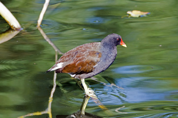 Teichralle (Gallinula chloropus)