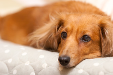 ミニチュアダックスフンド