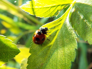 Fototapeta premium ナナホシテントウ ladybug