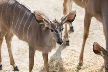 Große Kudu (Tragelaphus strepsiceros)