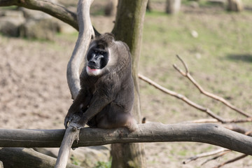 Drill - Mandrillus Leucophaeus