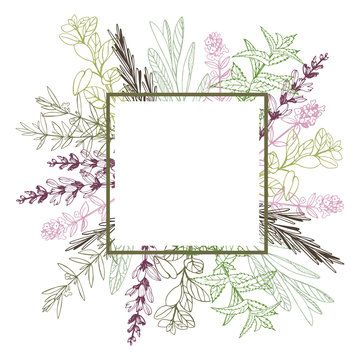Vector frame with hand drawn herbs. Sketch illustration.