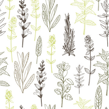 Vector seamless pattern. with hand drawn herbs.
