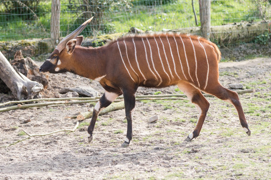 Fototapeta Bongo Antilope