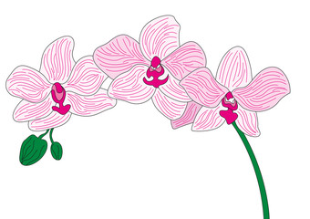 orchidea rosa © photoxgraph.it