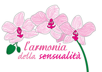 orchidea rosa © photoxgraph.it