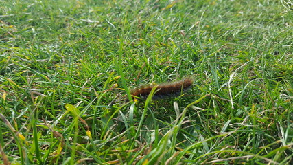 Caterpillar on grass