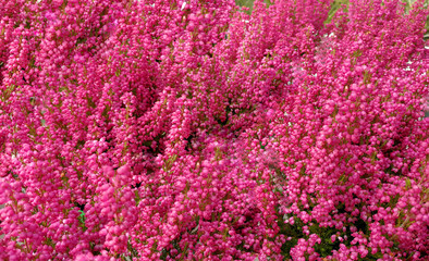 pink heather in bloom