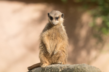 Erdmännchen
