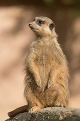 Erdmännchen