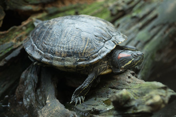 Fototapeta premium Schildkröte