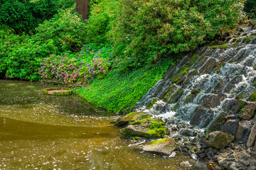 View of beautiful garden with artificial waterfall, blooming hydrangea shrugs, bushes, overgrown...