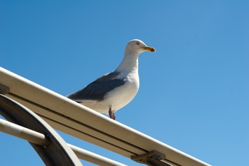 Obraz premium Seagull on a railing
