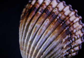 Conchiglia esotica su sfondo nero di bivalve - struttura e colori del guscio  di acanthocardia