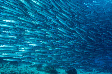 school of blackfin barracudas in Big Fish Country, Maratua, Kalimantan, Borneo, Indonesia