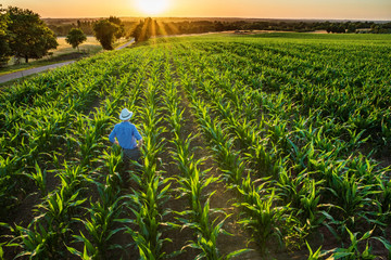 A farmer in his cornfield with his hands on his hips at sunset