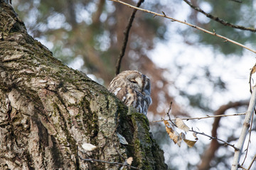 Tawny owl sitting on tree in hole. Bird in wildlife.