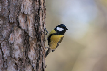 Obraz na płótnie Canvas Great tit on pine tree. Cute little bright songbird perched on bark. Bird in wildlife.
