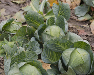 Rotkohl und Weißkohl auf einem Kohlfeld in Schleswig Holstein