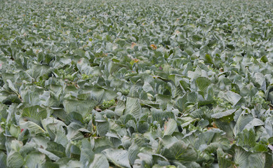 Rotkohl und Wei&szlig;kohl auf einem Kohlfeld in Schleswig Holstein