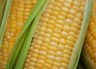 Fresh corn on the cob