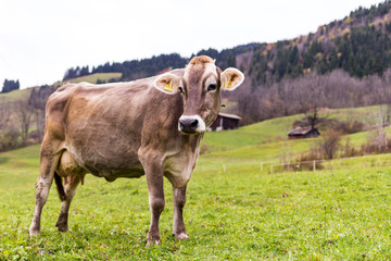 Obraz premium Allgäuer Braunvieh