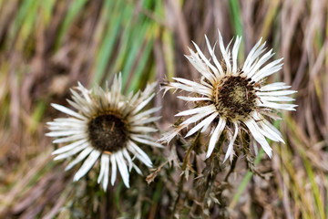 Carlina acaulis