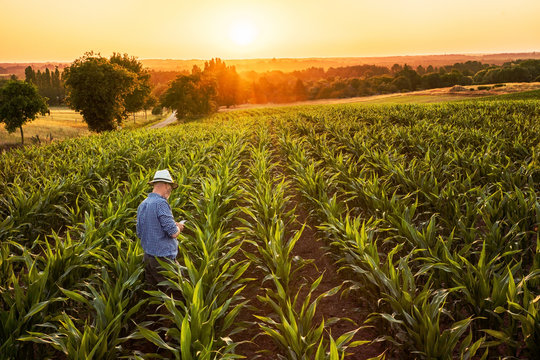A farmer in his cornfield using a digital tablet at sunset