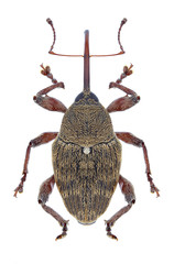 Beetle Curculio glandium on a white background