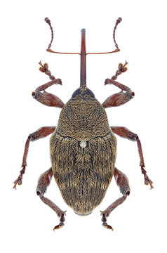 Beetle Curculio glandium on a white background
