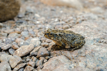 Arabian toad (Bufo arabicus)