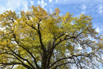 Autumn Leaves (Gingko)