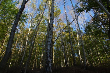Birch forest