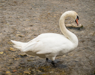 White Swan Standing In A Stream
