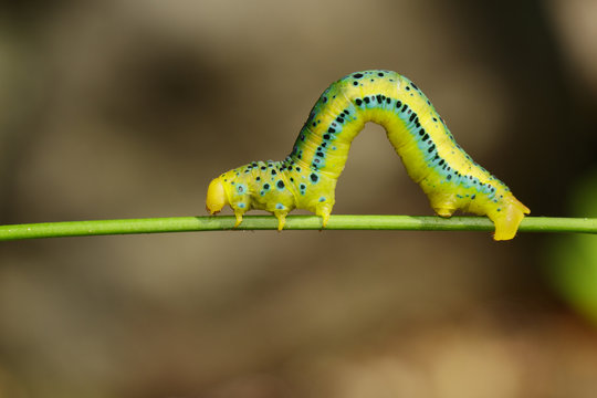 Image of Dysphania Militaris caterpillar on nature background. Insects. Animal.