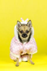 Dog in winter clothes. Funny dog of the Toy-terrier breed in winter clothes at the photo session in the studio