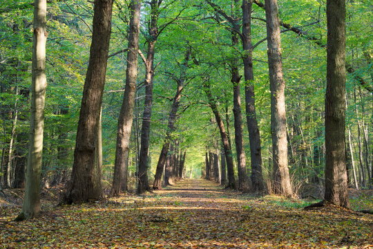 Fototapeta Autumn - green forest with brown leaves