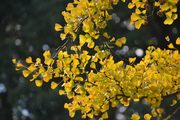 Autumn Leaves (Gingko)