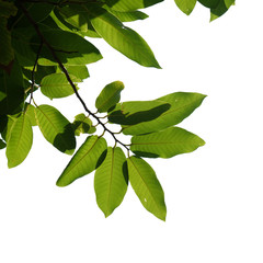 Naklejka premium tree branch isolated