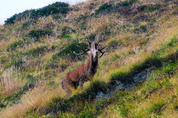 Cervo maschio in amore