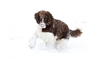 English Springer Spaniel