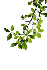 tree branch isolated