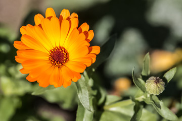 Orange and Yellow Marigold Up-close With Bud Macro Blurry Background