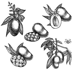 Set of Mango tree vintage design template. Botanical mango fruit. Engraved mango. Graphic illustration. - 179402063