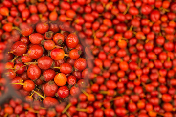 Magnifying glass examines the yield of rosehip.
